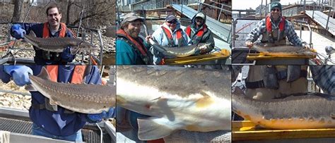 Lake Michigan Lake Sturgeon Rehabilitation .